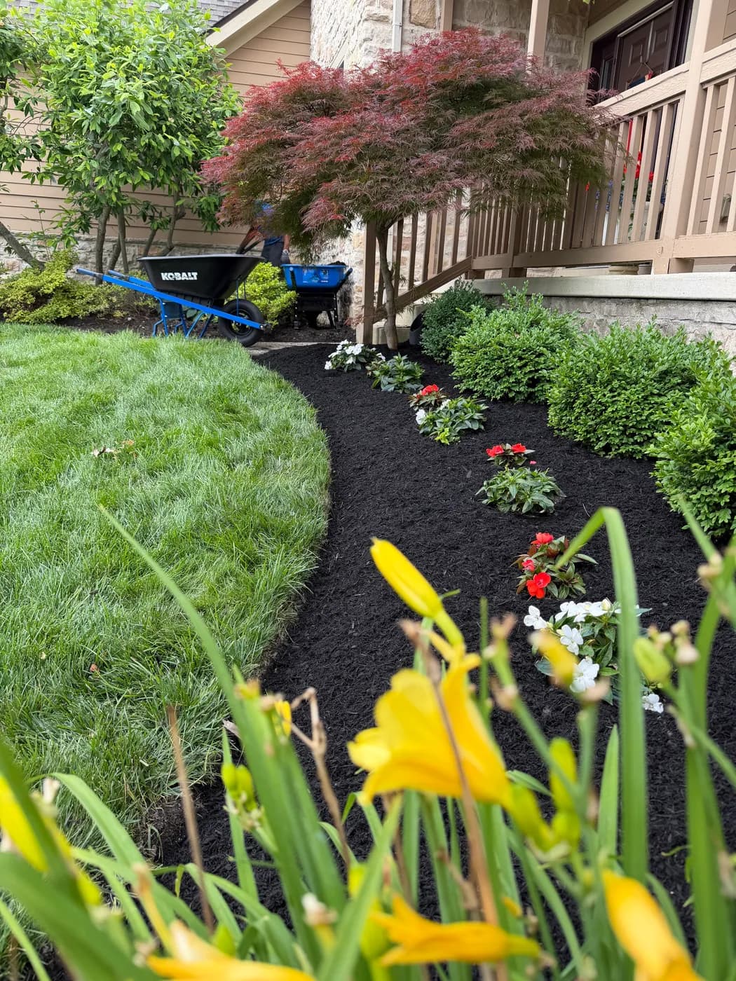 Flower planting in a freshly mulched bed